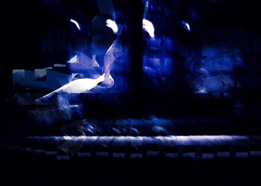 Envol nocturne