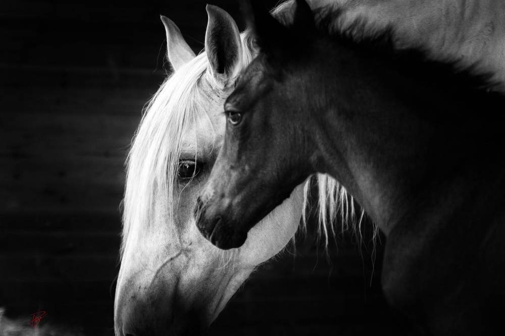 Regard